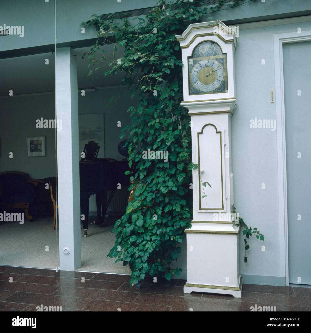 Ficus benjamina et horloge de parquet blanc dans le couloir Banque D'Images