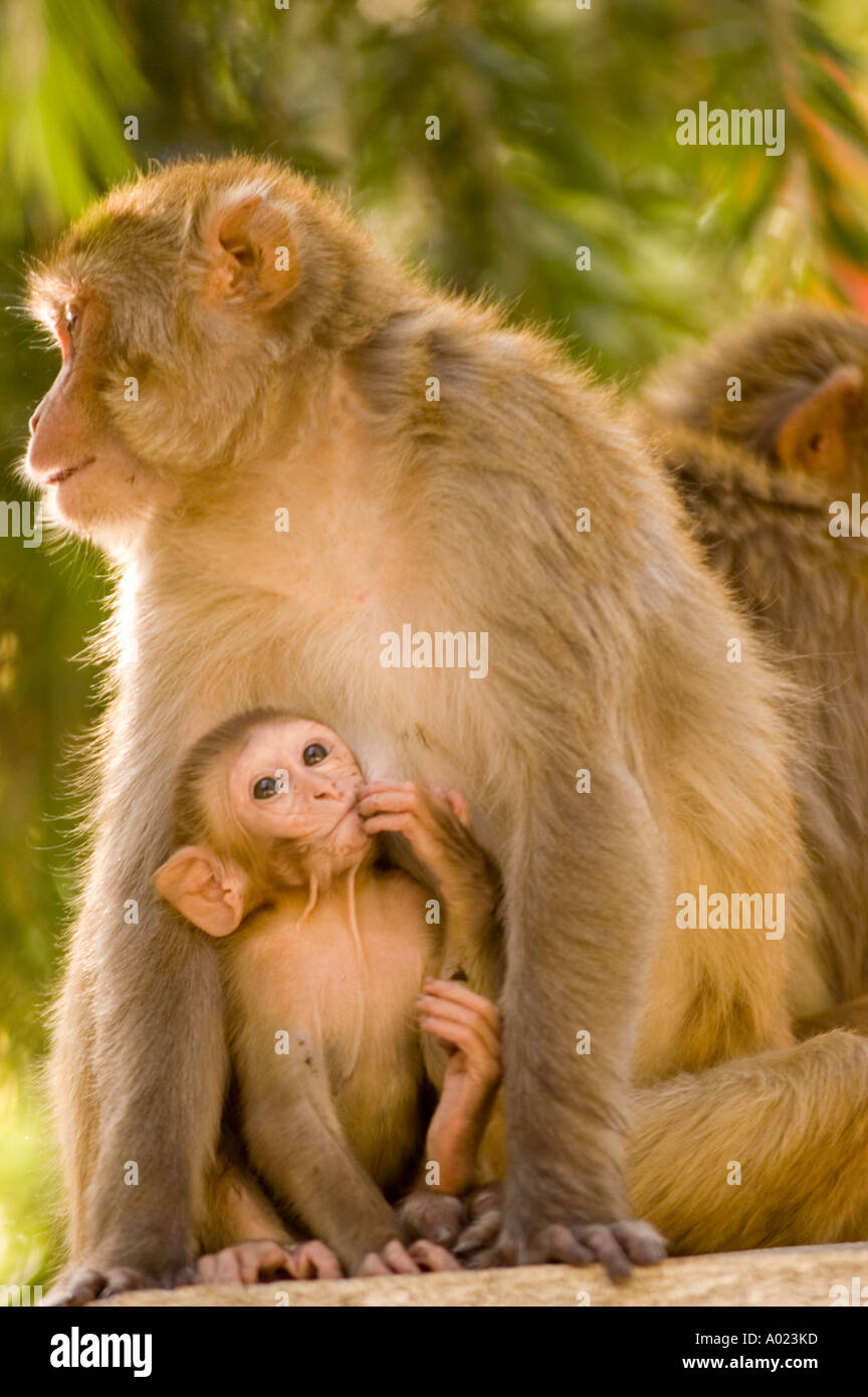 Mere De Singe Macaque Rhesus Macaca Mulatta La Traire Petit Bebe Rewalsar Himachal Pradesh Inde Photo Stock Alamy Mere De Singe Macaque Rhesus Macaca Mulatta La Traire Petit Bebe Rewalsar Himachal Pradesh Inde Photo Stock Alamy