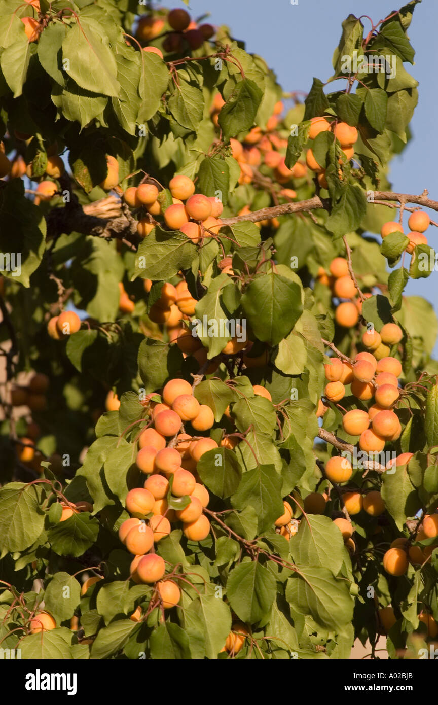 Branche avec du jaune abricot fruits populaires au Ladakh Cachemire et du Baltistan régions himalayennes Inde Pakistan Banque D'Images