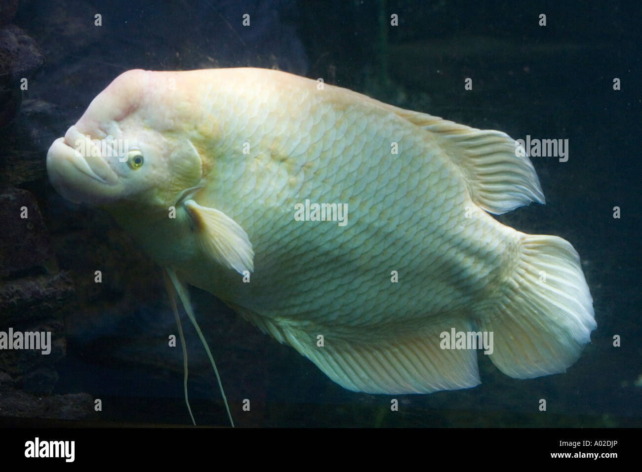 Gourami géant dans un aquarium Banque D'Images