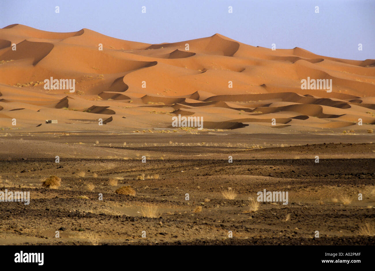 Dunes de sable du désert du Sahara, l'Erg Chebbi, Maroc. Banque D'Images