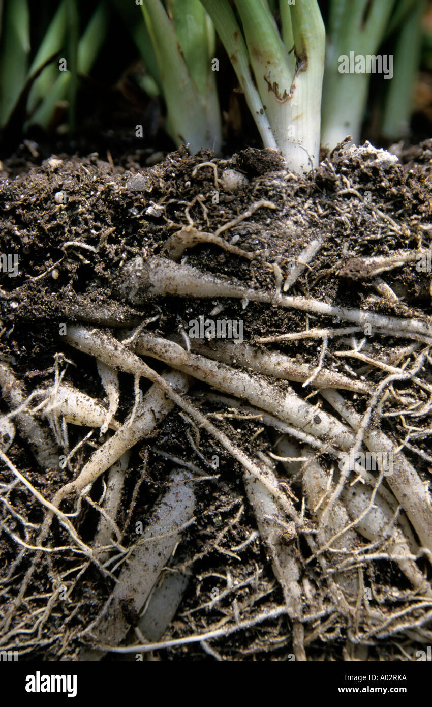 Grass Roots emmêlée ensemble dans le sol, Provence, France. Banque D'Images