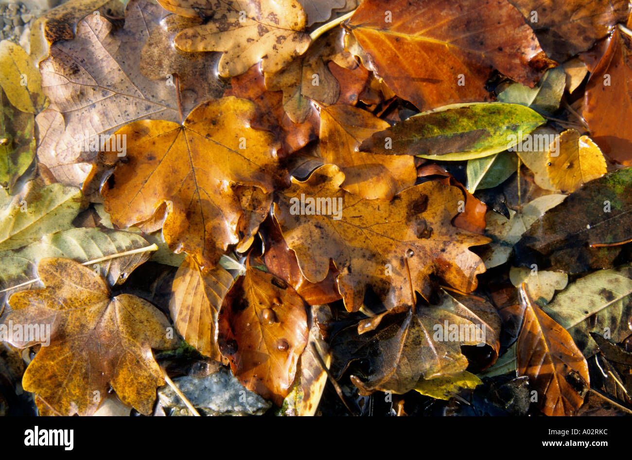 France ruy brown feuilles mortes à l'automne Banque D'Images