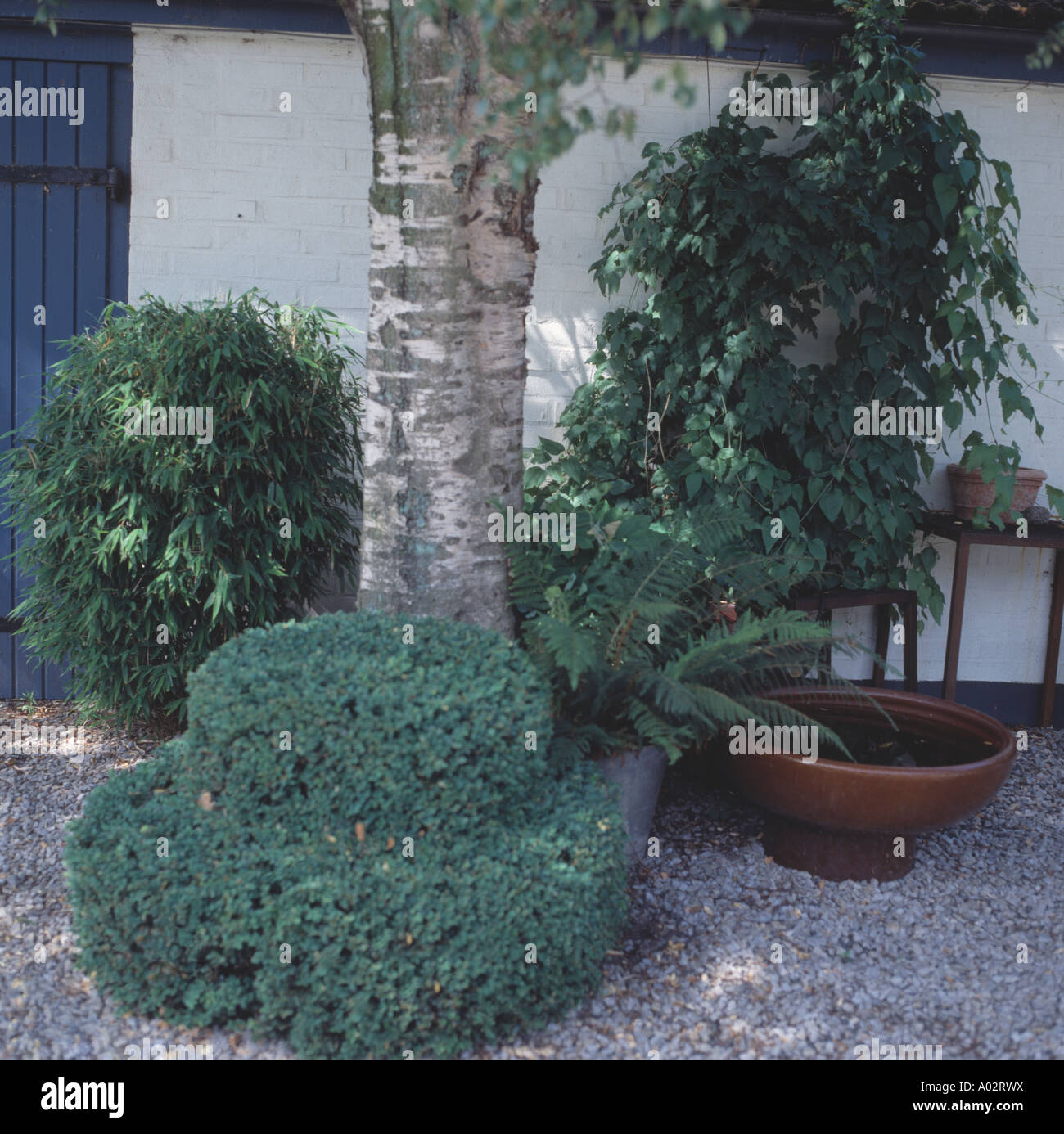 Arbuste clippé ci-dessous tronc de bouleau d'argent entre de petits arbustes et de bambou en pot contre mur blanc Banque D'Images