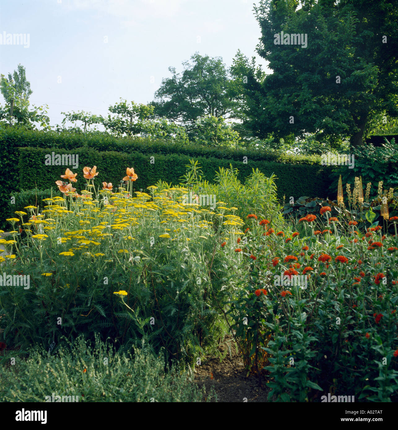 L'Achillea jaune et rouge Helenium en été pays frontaliers le jardin en face de clipped hedge Banque D'Images