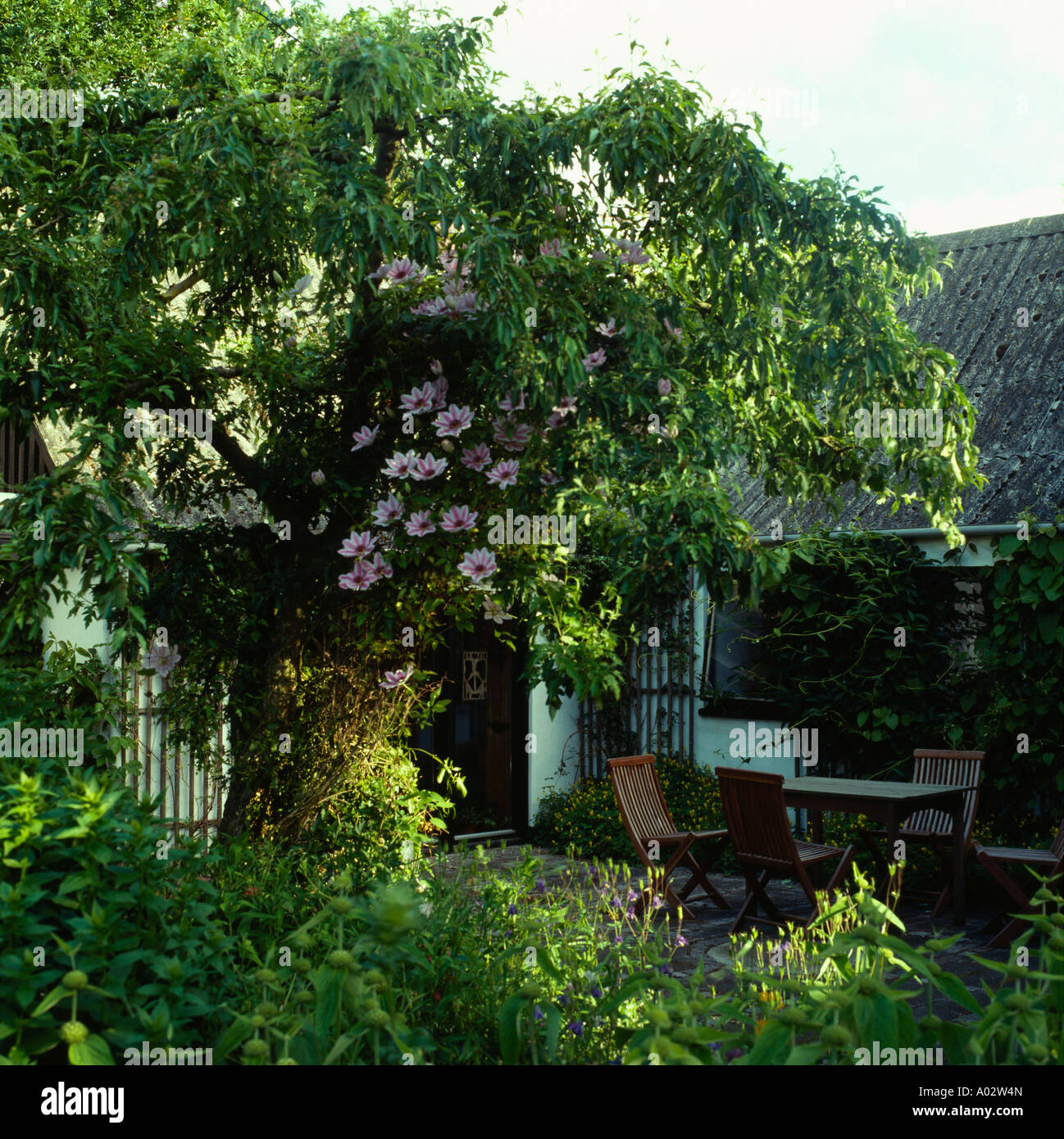 Clematis rose par escalade petit arbre à côté d'un patio avec table et chaises en bois en face du chalet d'un étage Banque D'Images