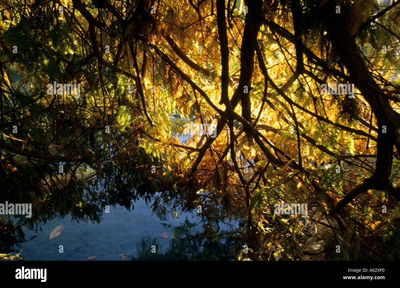 France Marseille Parc Borely Arbre Feuilles d'automne reflètent dans l'eau Banque D'Images