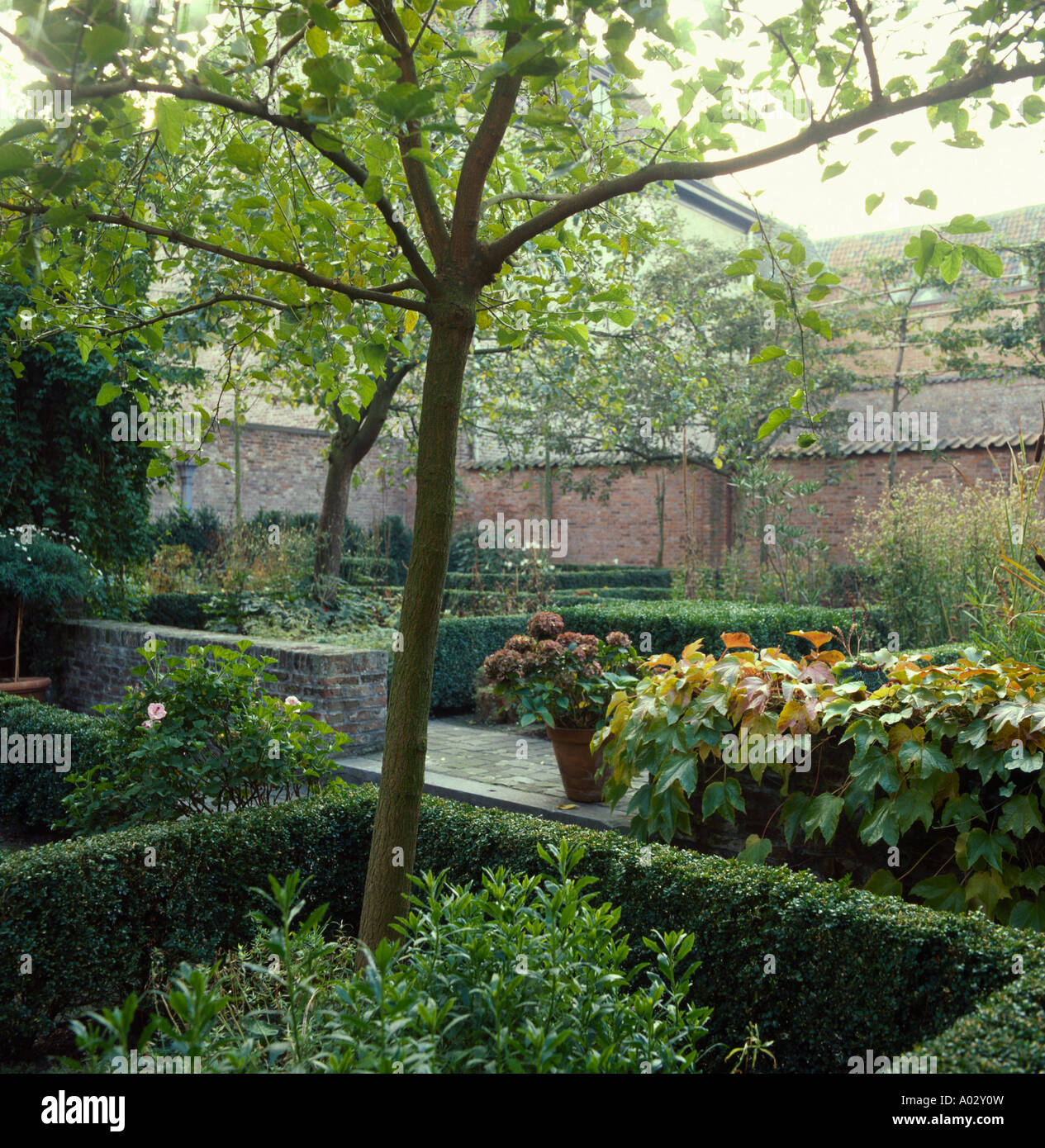 Bordure de haies coupées basse ville parterre formel jardin avec petit arbre Banque D'Images