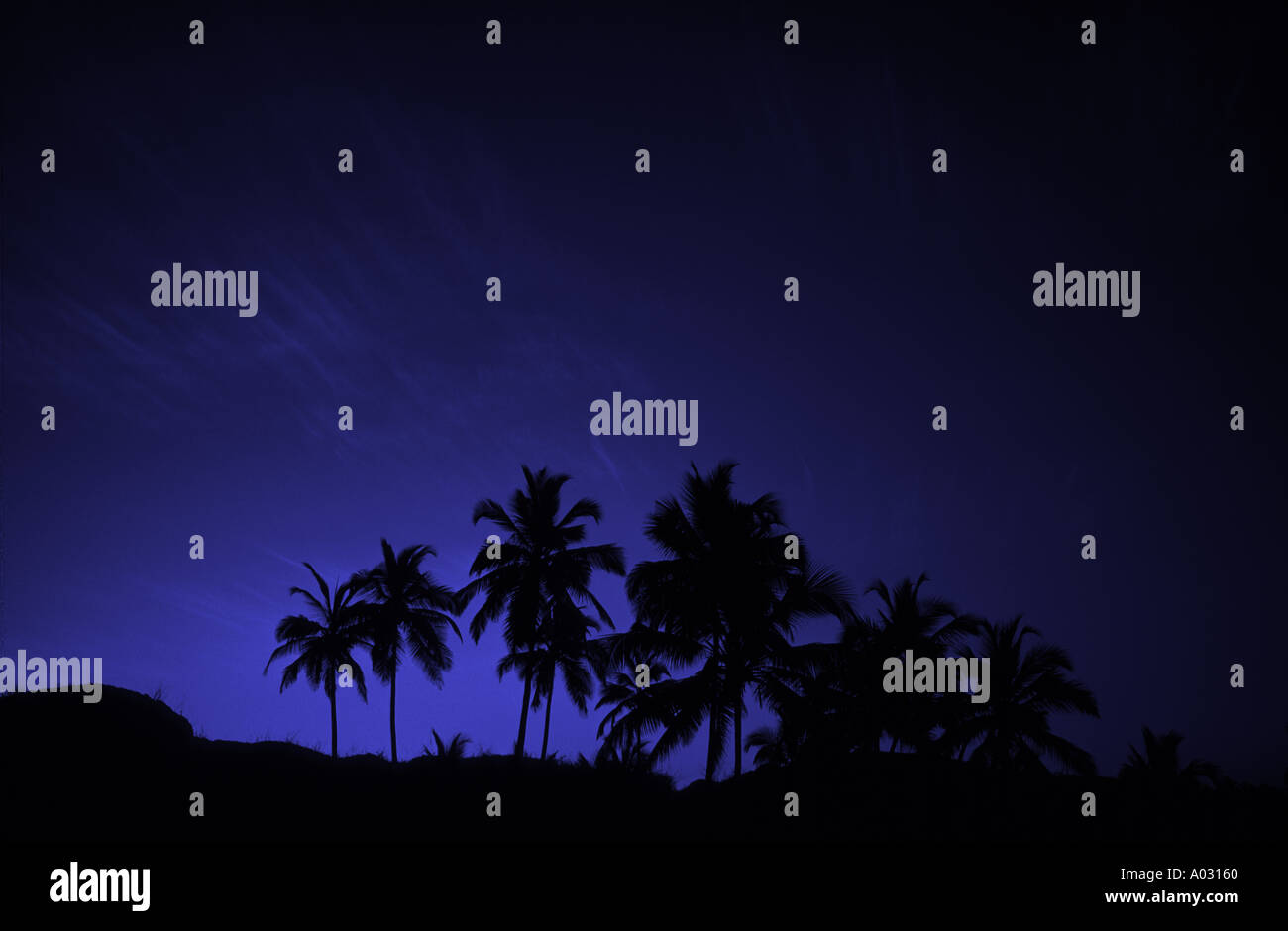 Silhouette de palmiers Banque D'Images