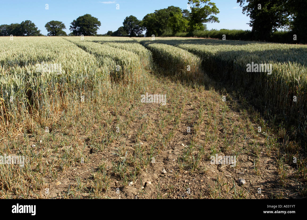 Dommages aux cultures Banque D'Images