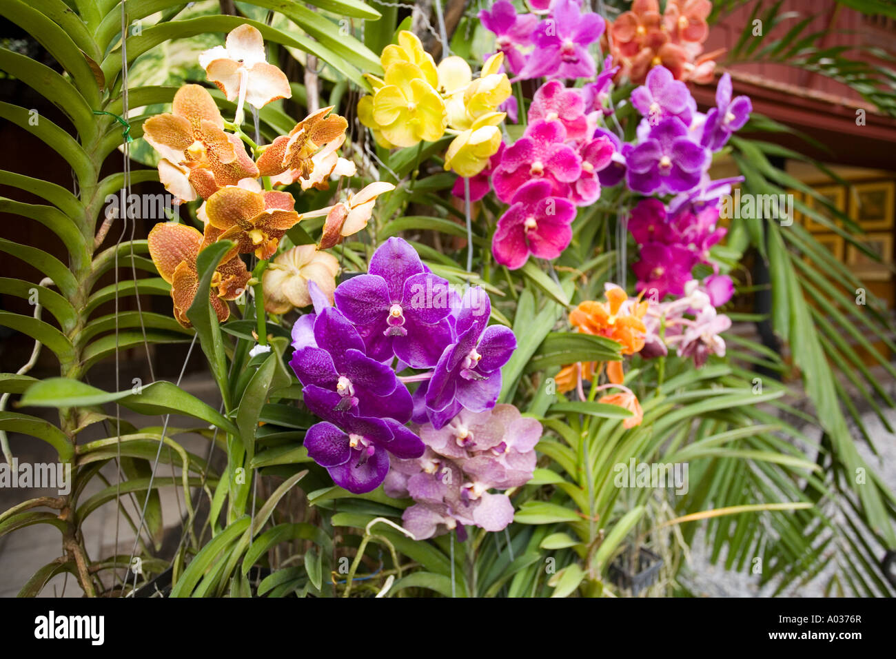 Orchidées tropicales Banque de photographies et d'images à haute résolution  - Alamy