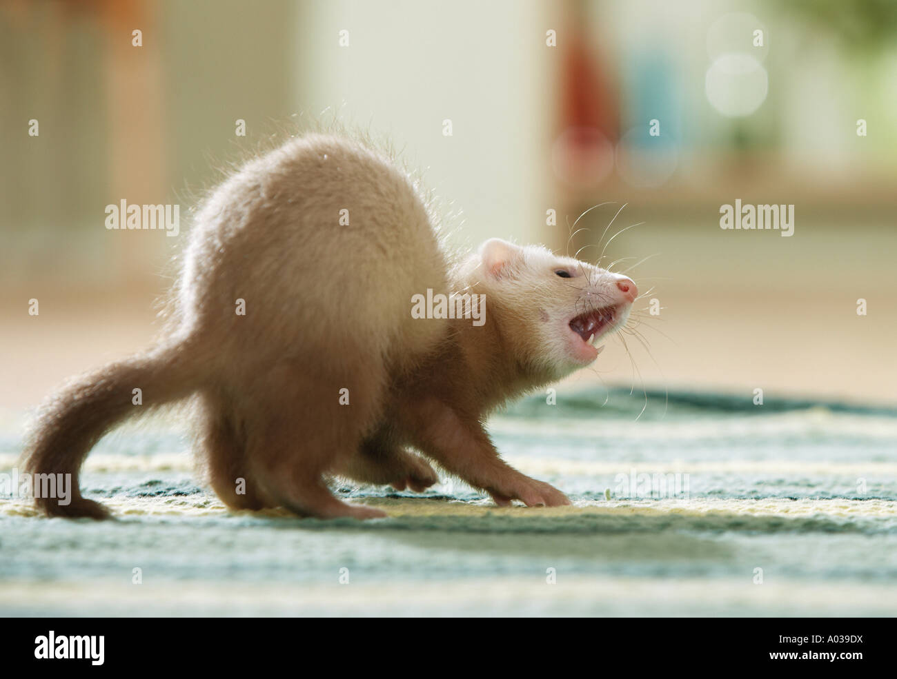 Ferret - debout sur un tapis Banque D'Images
