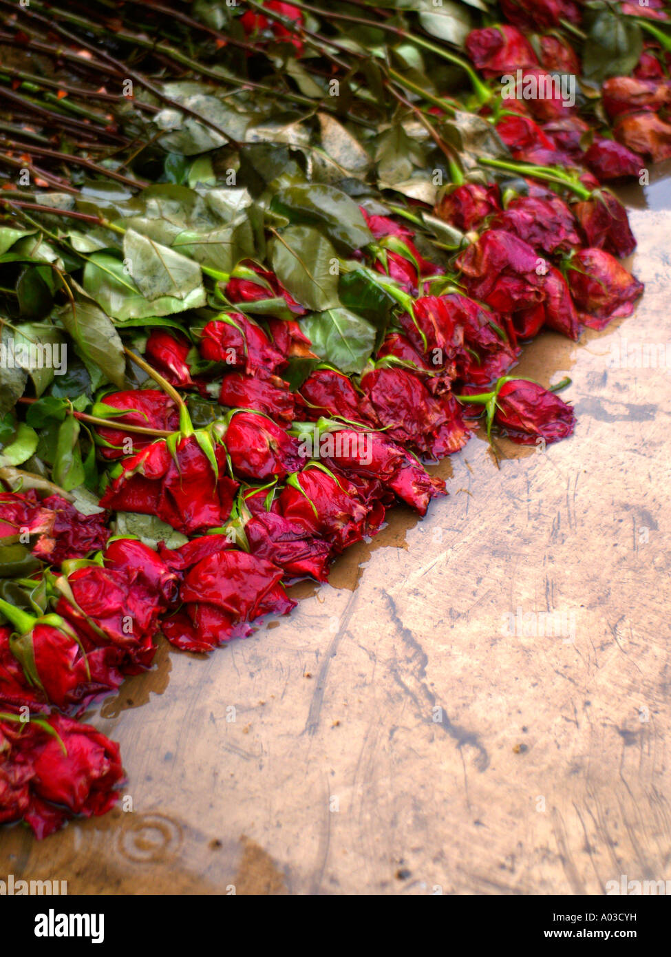 Trempé roses rouges pose sur une surface en bronze dans la pluie dans Battery Park à New York. Banque D'Images