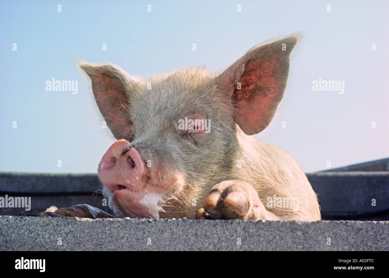 Cochon blanc moyen à plus de mur de la porcherie Banque D'Images