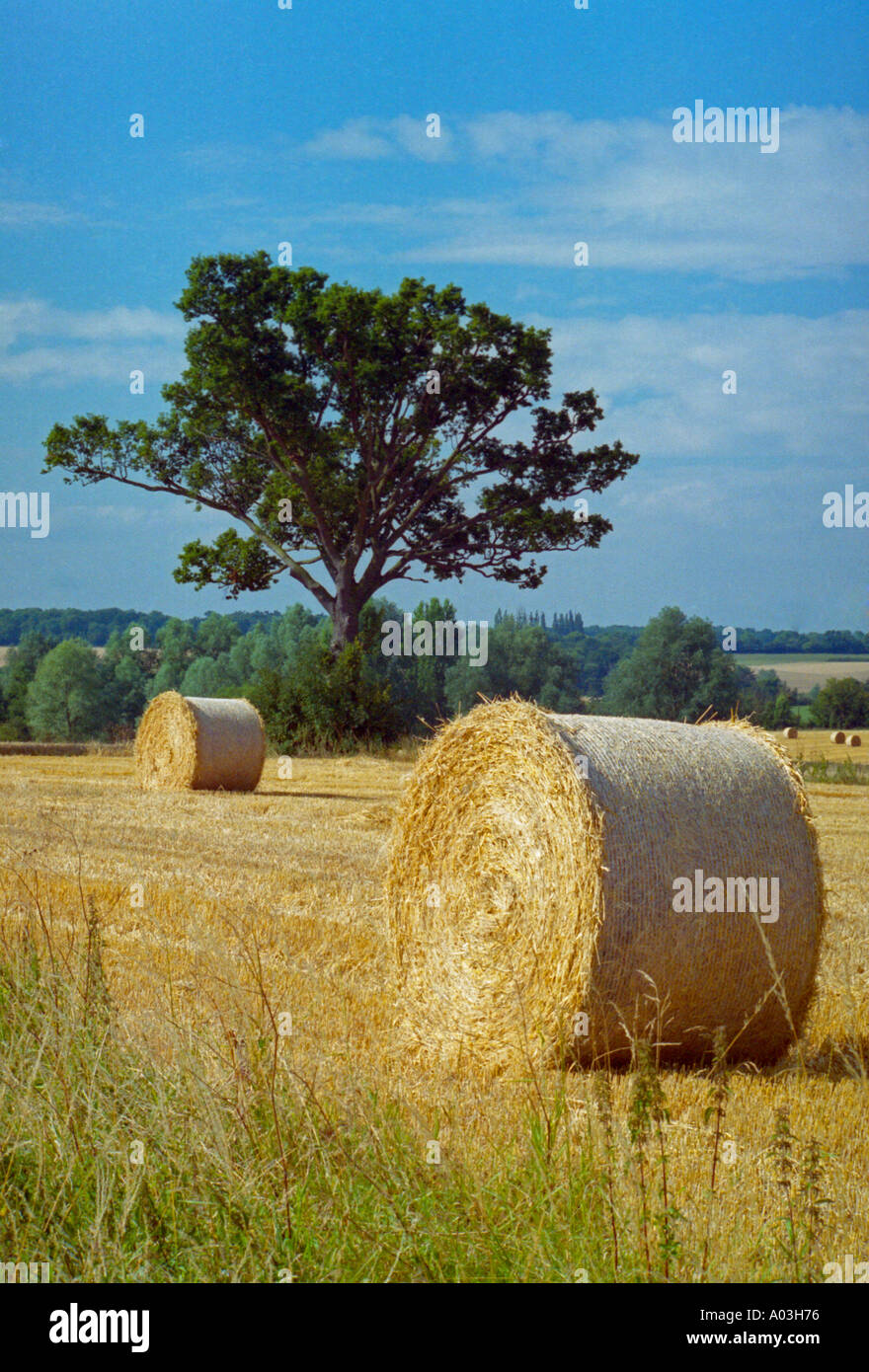 Fin de la récolte Banque D'Images