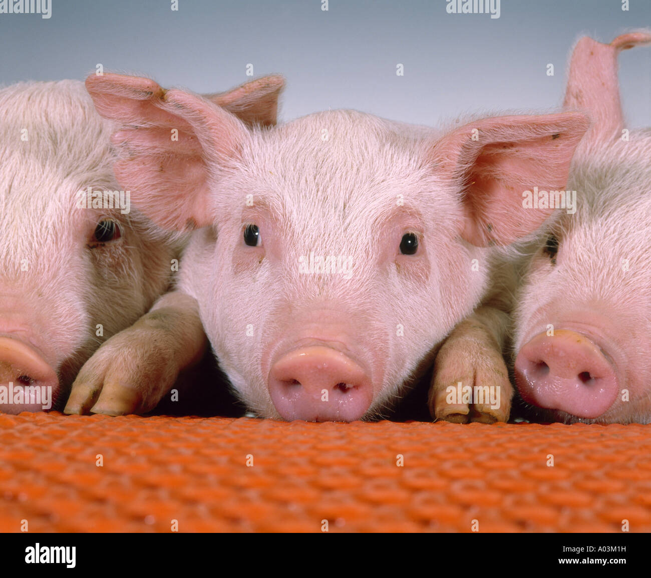 25 lbs de porcs de race croisée Banque D'Images
