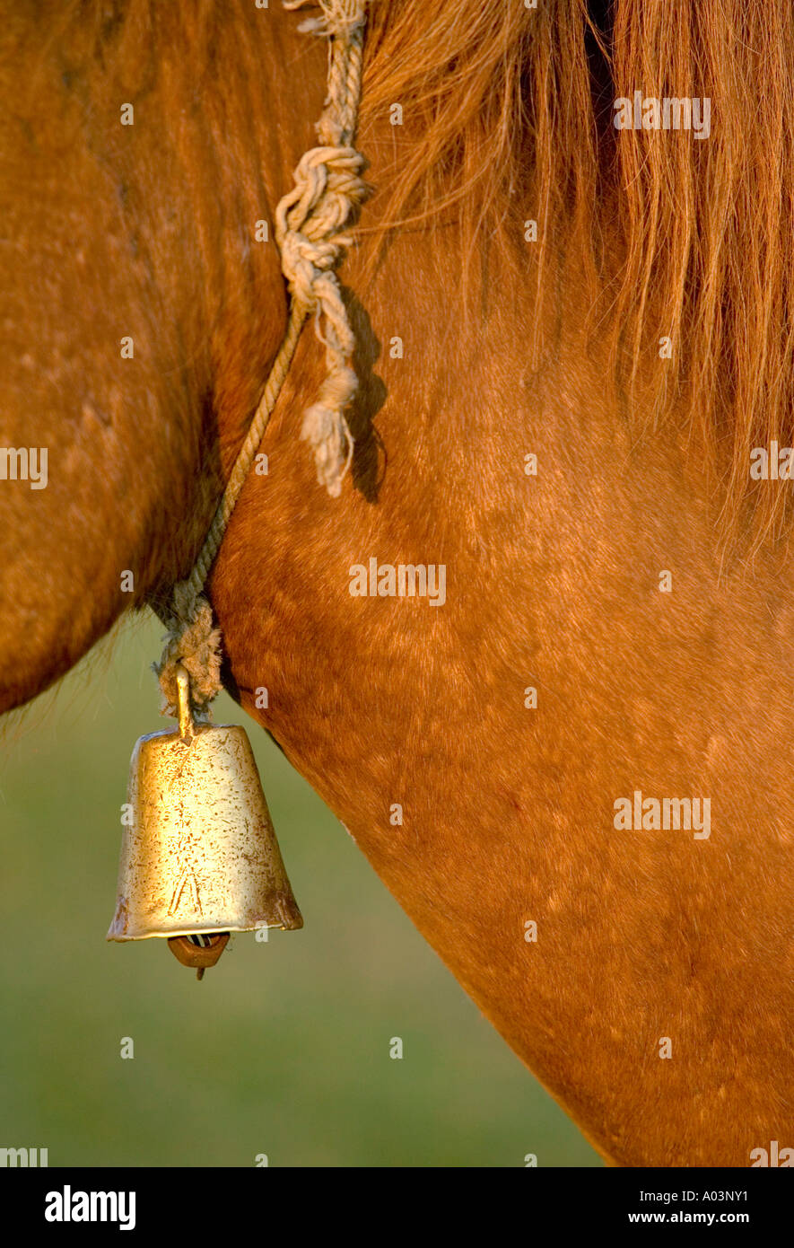 Bell le cheval, Delta du Danube, Roumanie Banque D'Images