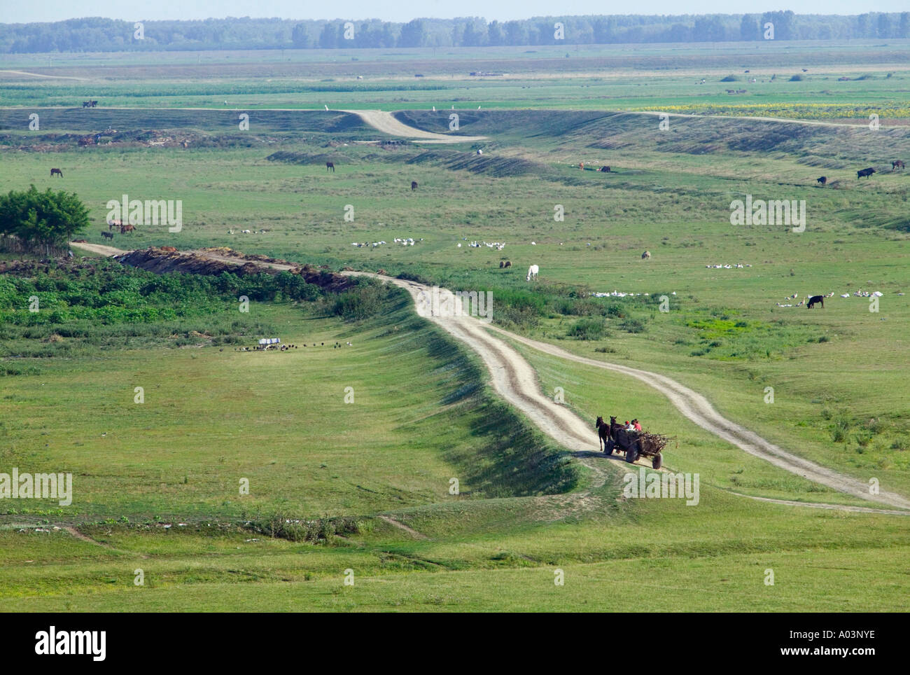 Horse & wagon, Delta du Danube, Roumanie Banque D'Images