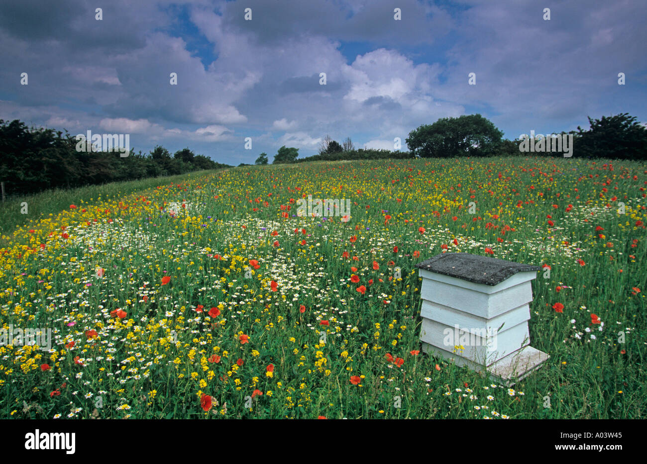 Ruches traditionnelles dans wildflower meadow Chiltern Buckinghamshire Banque D'Images