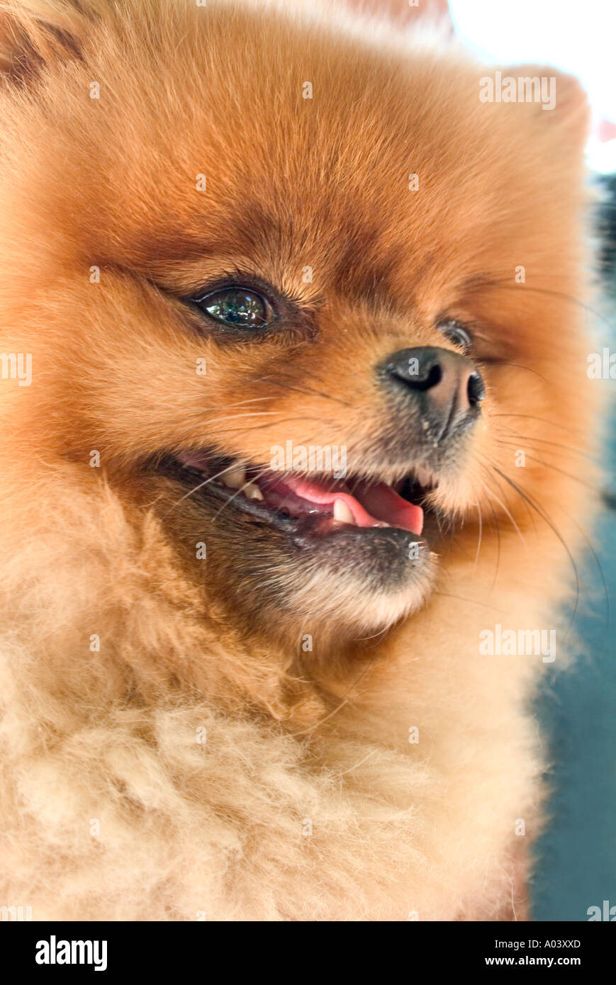 Close up of sweet à la face d'un chien Pomeranian moelleux Banque D'Images