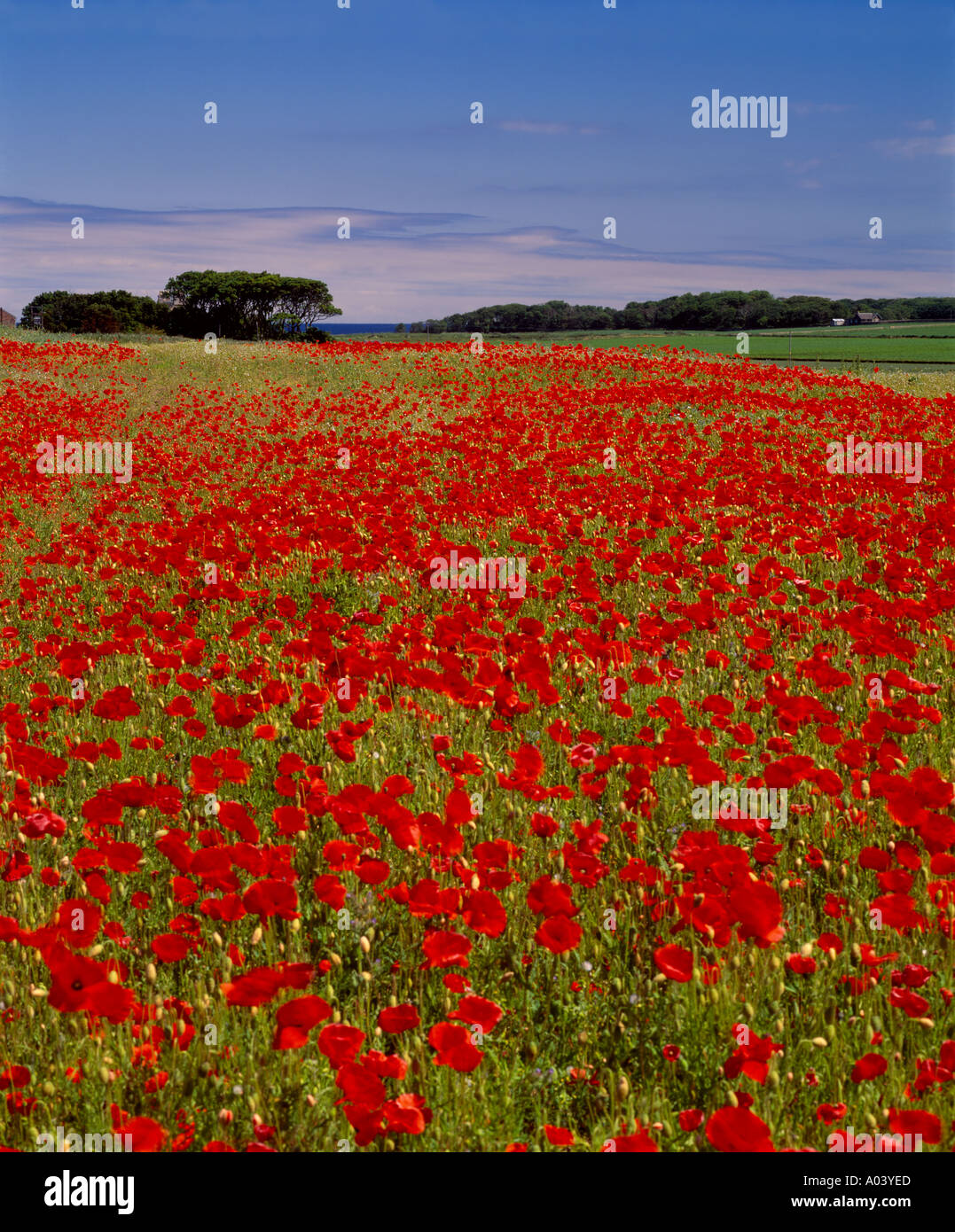 East Lothian, Scotland, UK. Champ de coquelicots à mettre de côté salon Banque D'Images