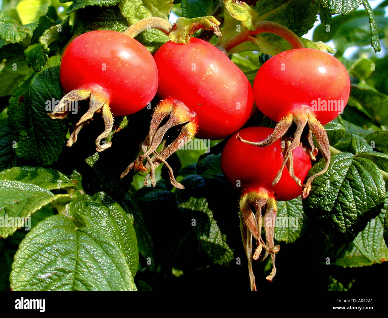 Rosa rugosa hanches Berries Banque D'Images