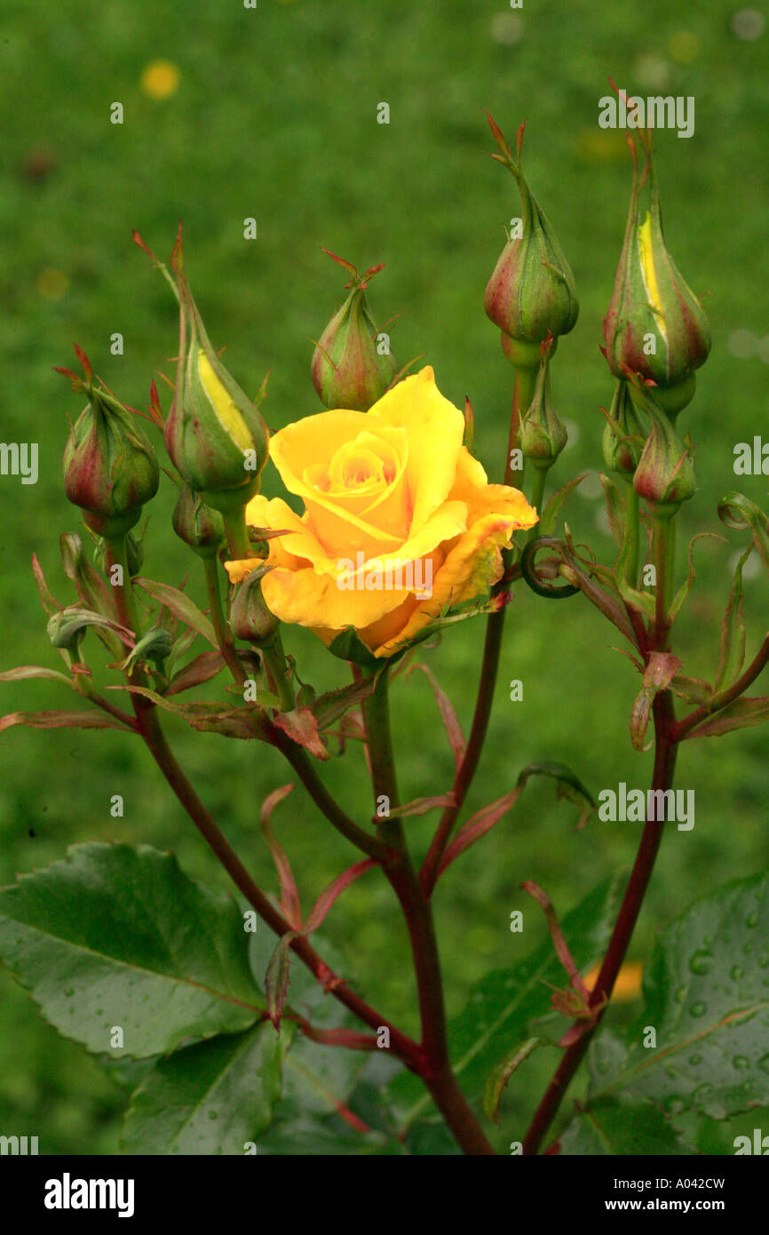 Une rose jaune avec boutons de rose Banque D'Images