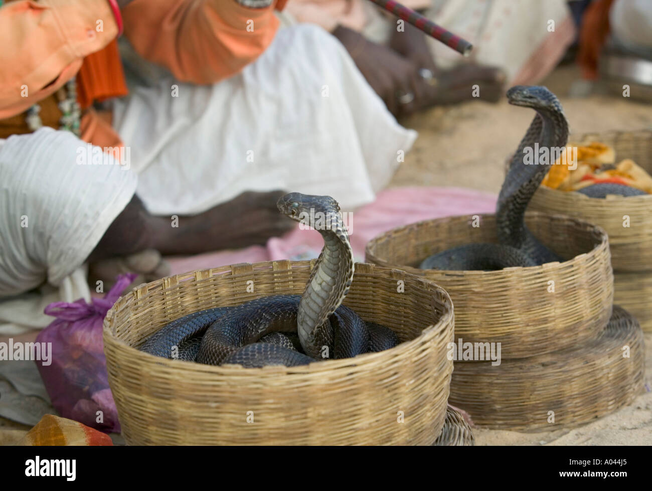 Charmeur de serpent indien avec Cobras, Pushkar, Rajasthan, India Banque D'Images