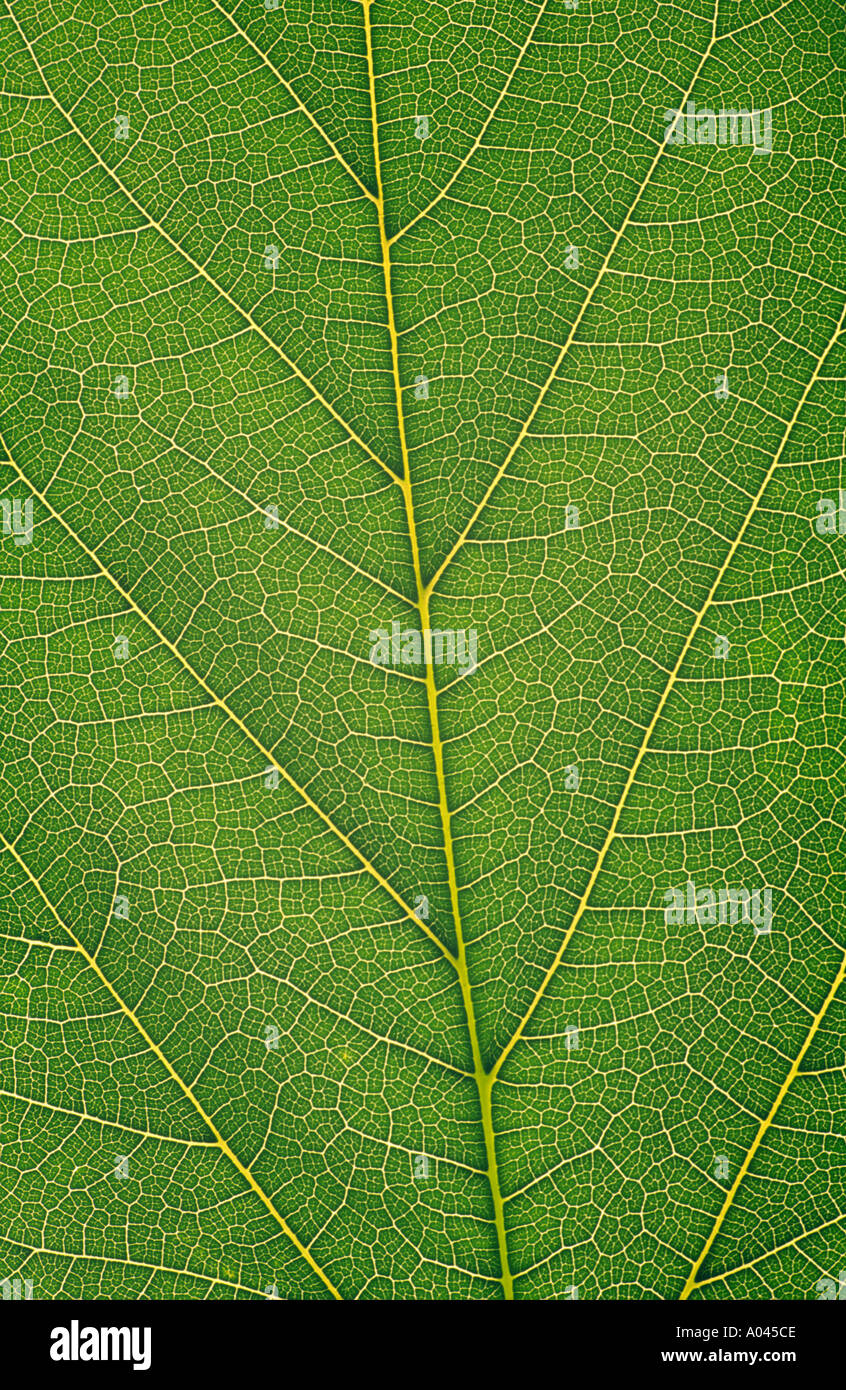 Close up of green leaf veins Banque D'Images