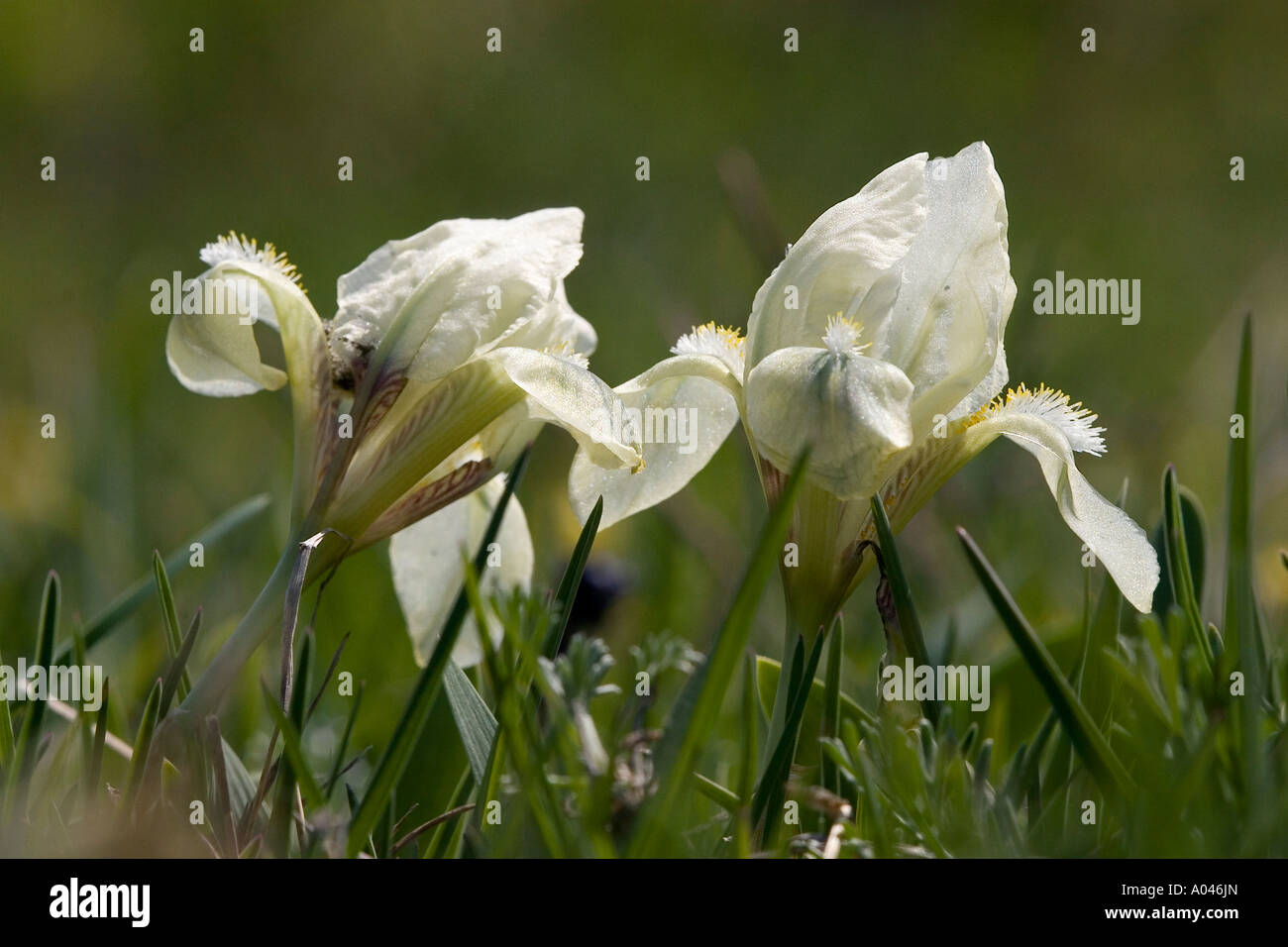 Iris barbata nana Banque D'Images