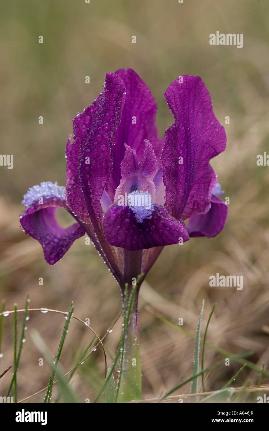 Iris Barbata Nana Banque D'Images
