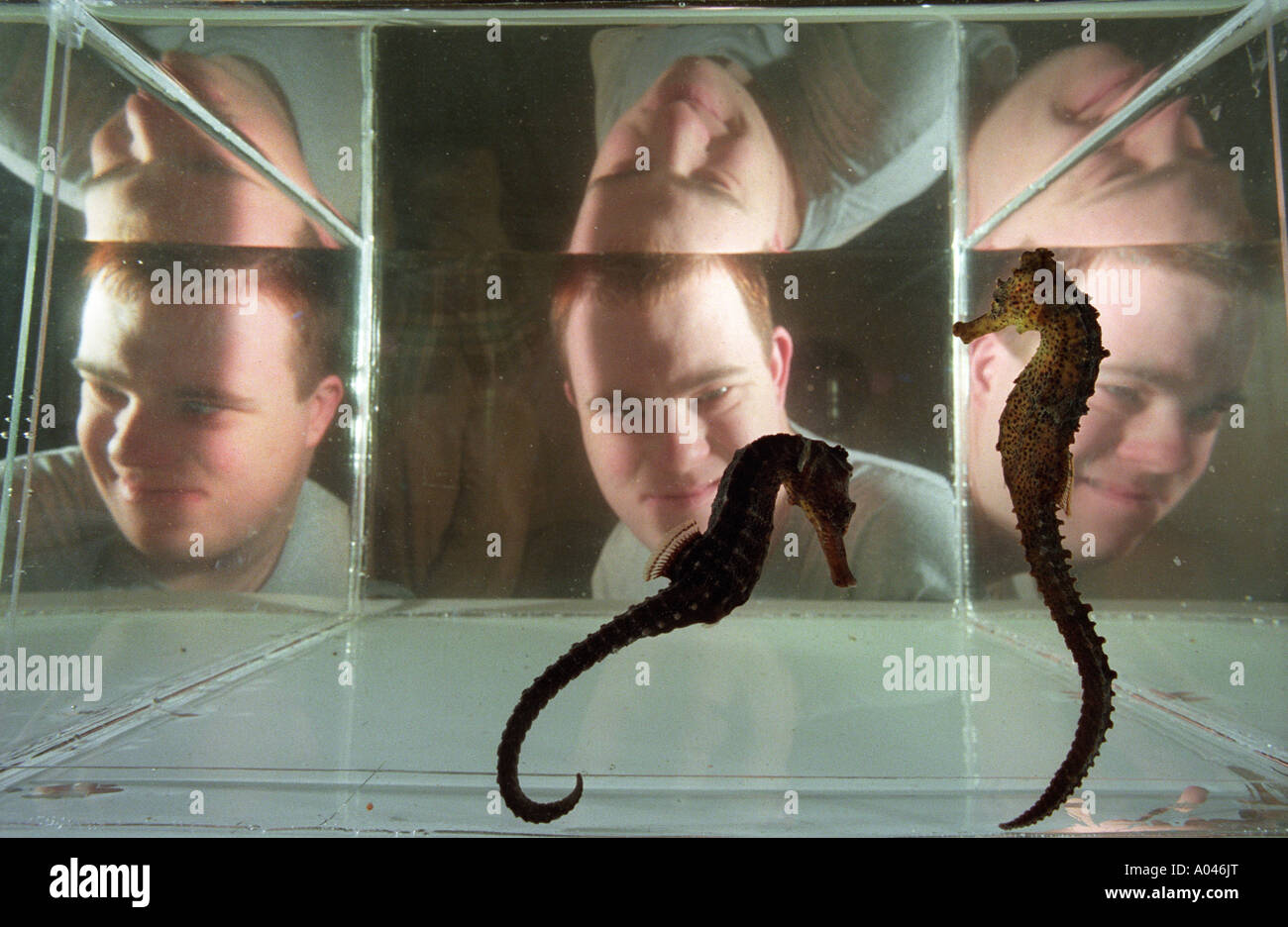 Un garçon avec le syndrome de Down sur une sortie d'un aquarium appréciant les hippocampes. Banque D'Images