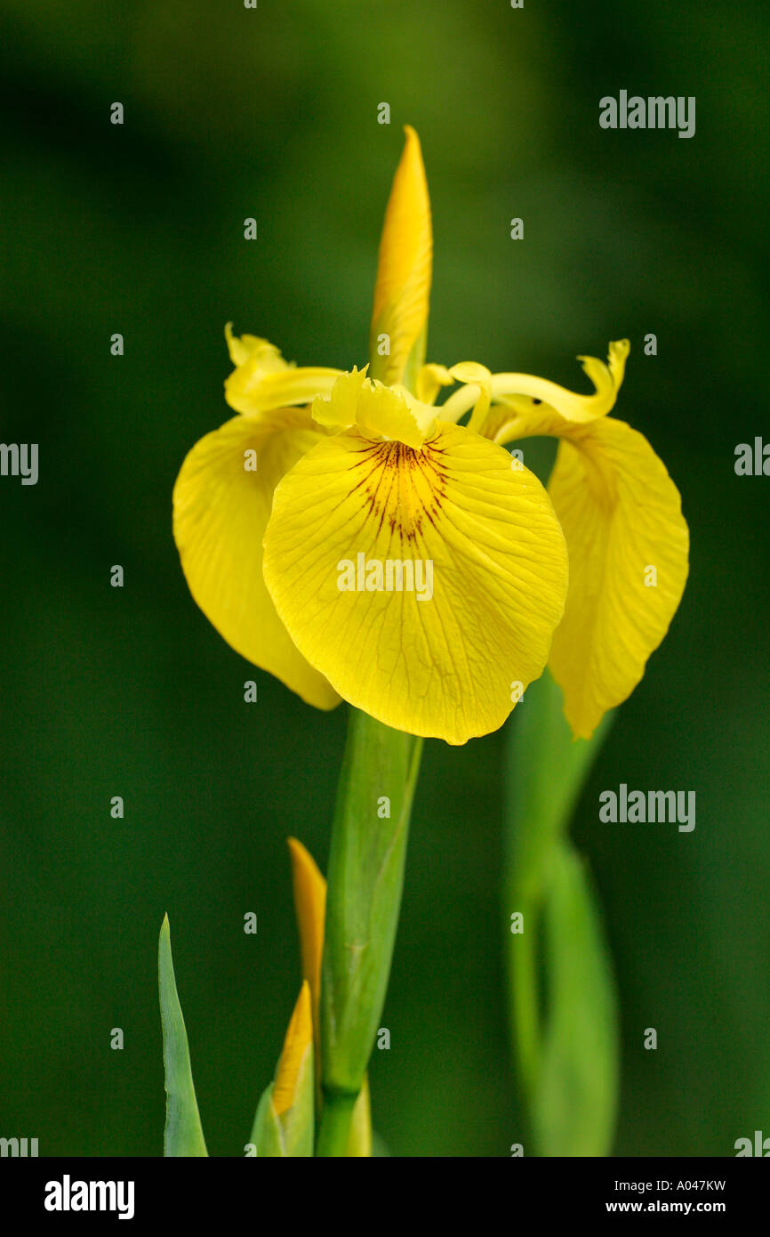 - Drapeau jaune (Iris pseudacorus Iris) Banque D'Images