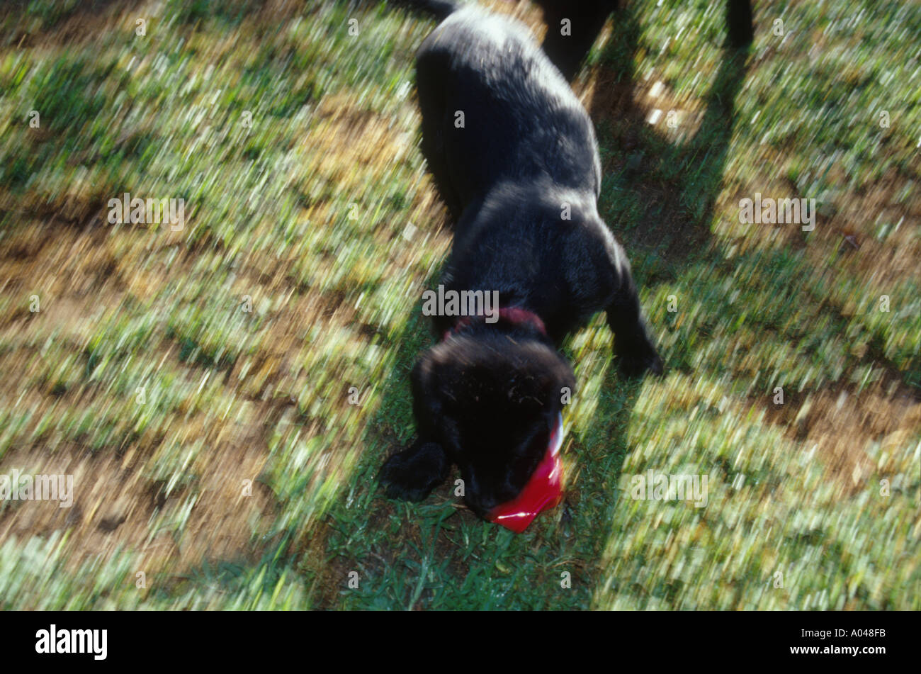 Chiot labrador noir joue avec une tasse rouge Banque D'Images