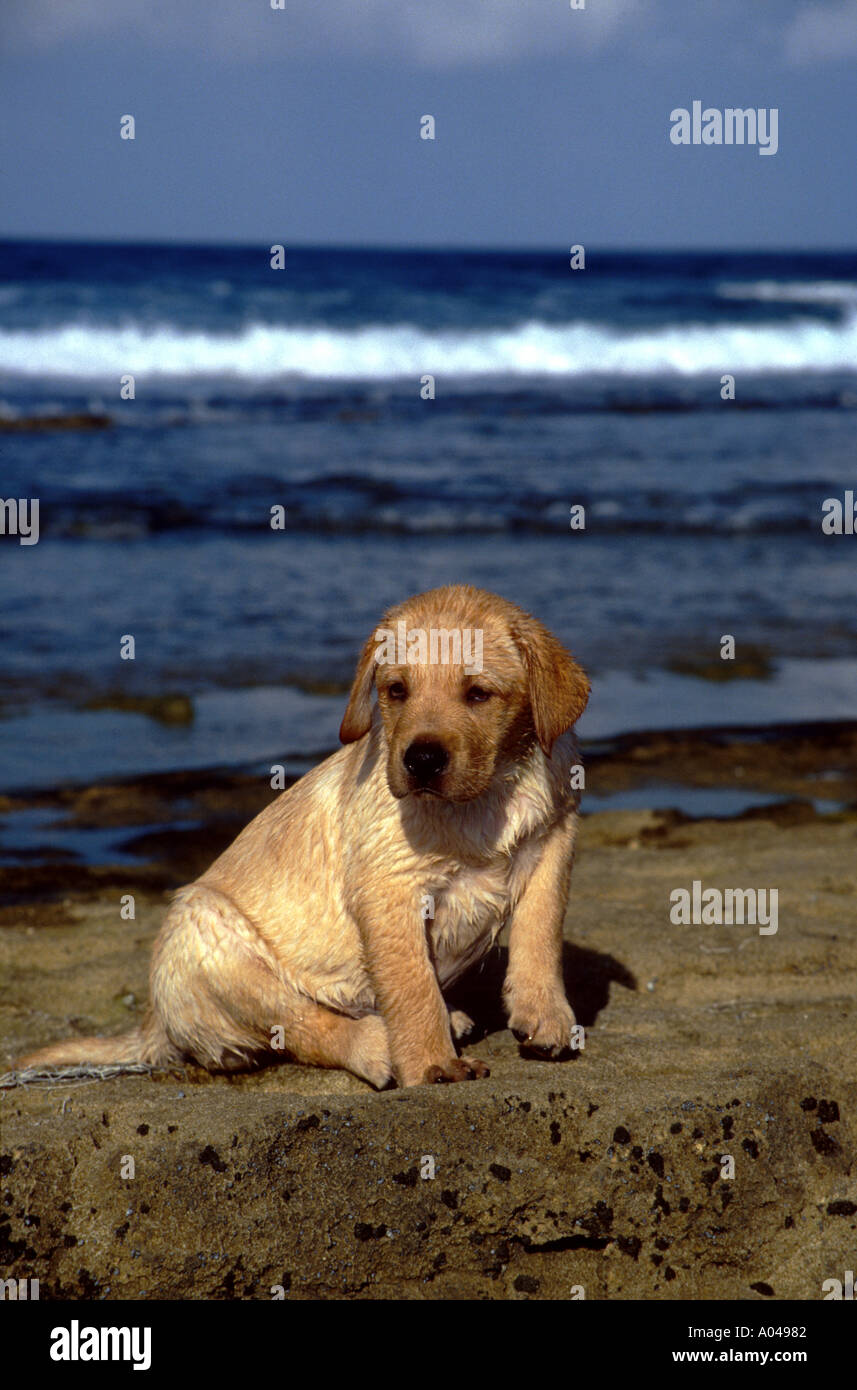 Chiot Lab jaune se trouve à Oceanside en Caraïbes Banque D'Images