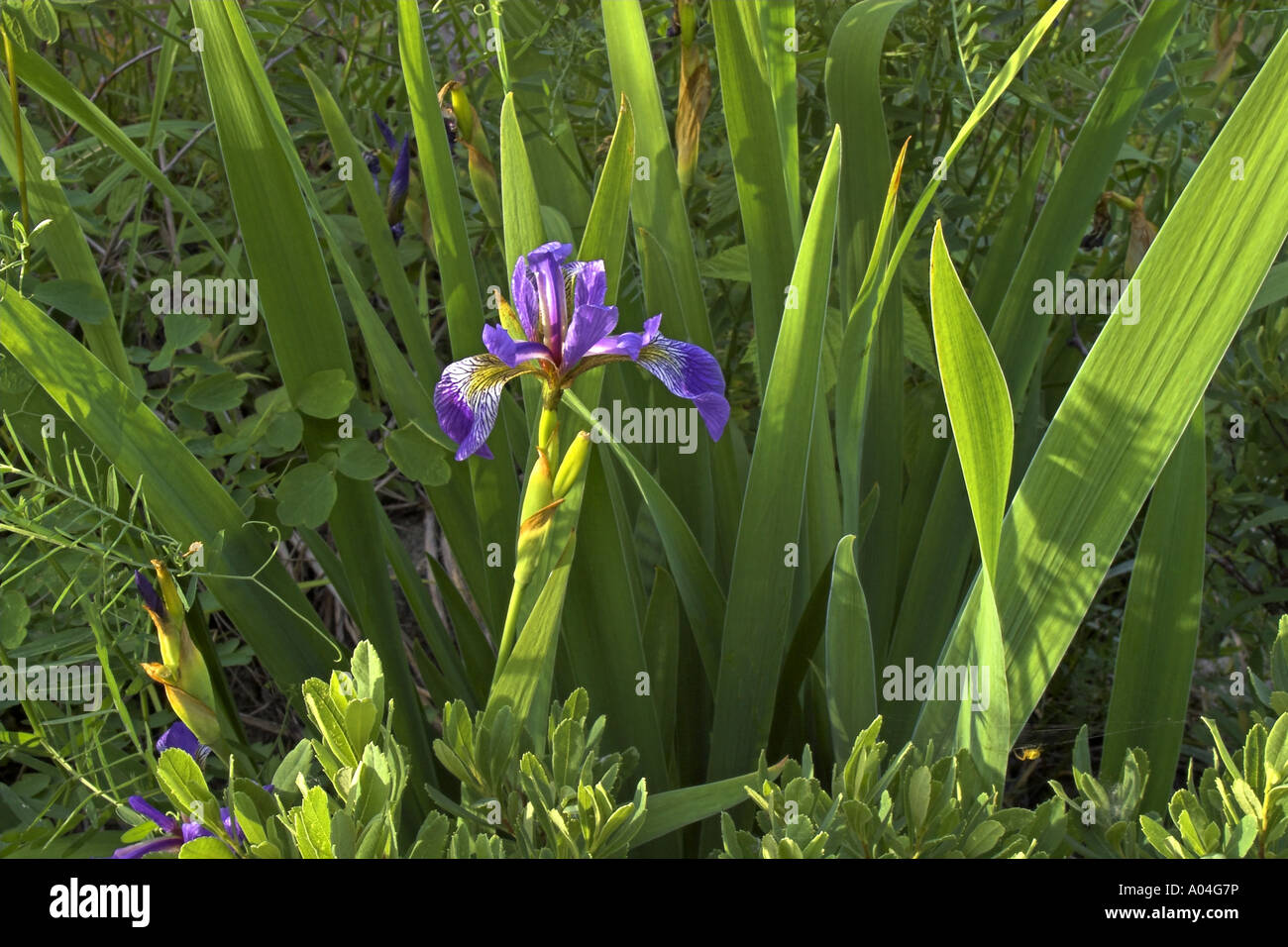 Iris versicolor avec peu d'araignée jaune en bas à droite. L'emblème floral du Québec. Canada Banque D'Images