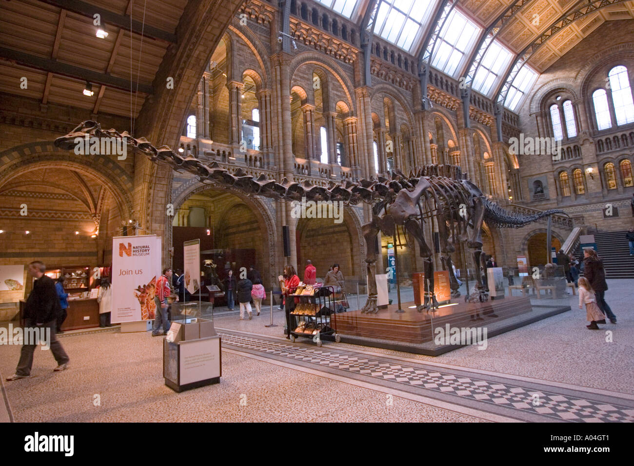 Expositions au Musée d'Histoire Naturelle de South Kensington, Londres Angleterre Grande-bretagne GB UK Banque D'Images