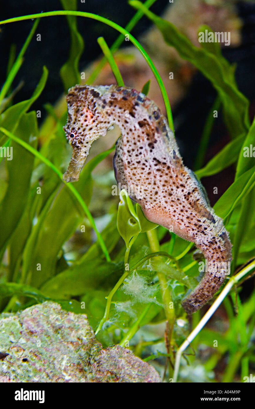 Longsnout seahorse hippocampe reidi seahorse mince ou note mâle pour la grossesse abdominale Mer des Caraïbes Banque D'Images