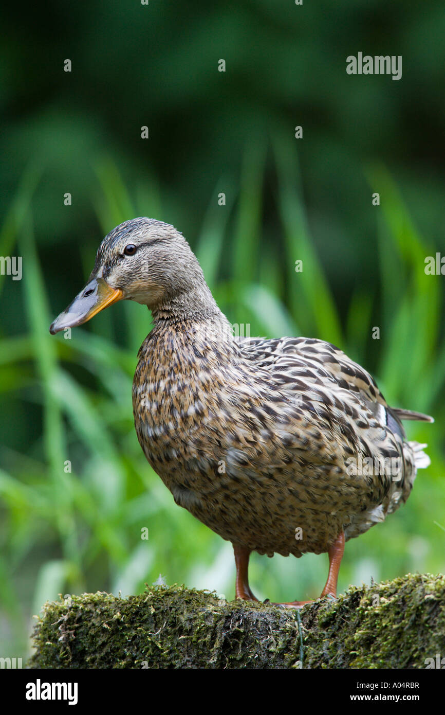 Canard colvert Anas platyrhynchos Femail debout sur rock moussues entre les roseaux derbyshire Banque D'Images