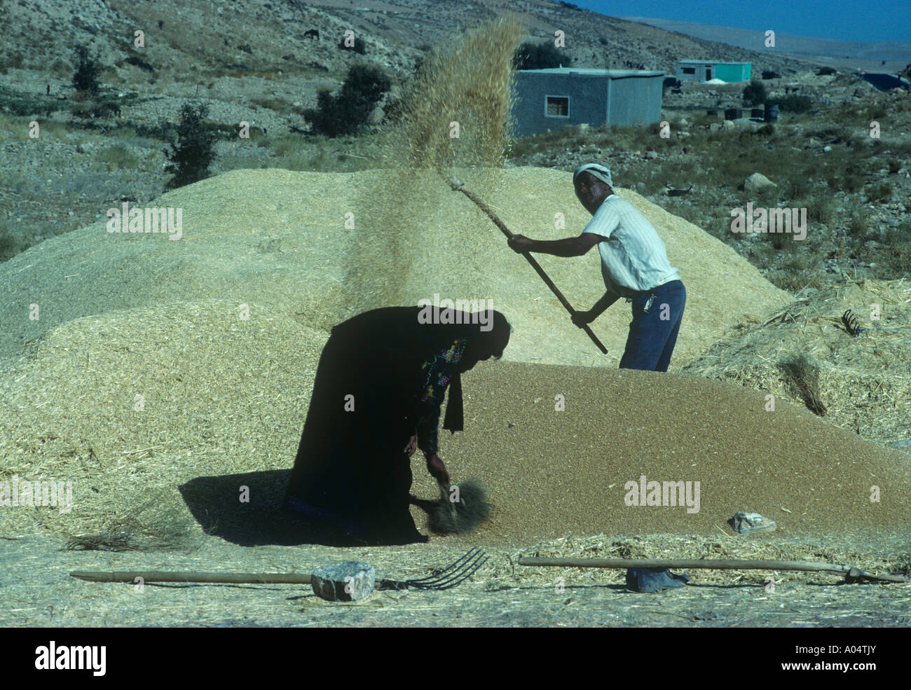 L'homme et sa femme moissonnant le blé en Jordanie Banque D'Images