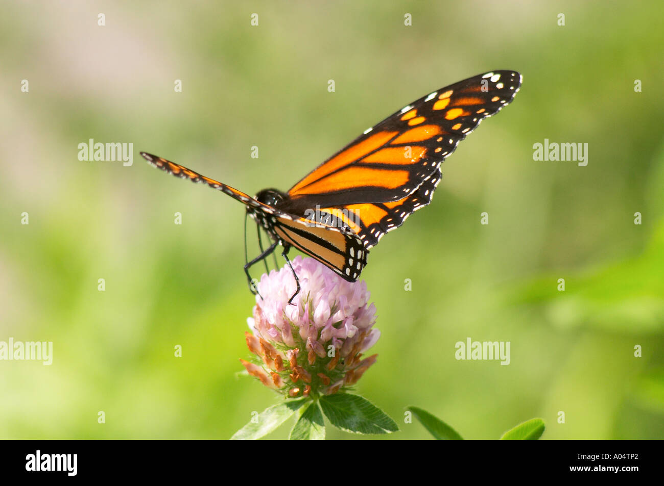 Papillon Monarque Danaus plexippus monarque sur une couleur de la fleur Québec Canada Banque D'Images