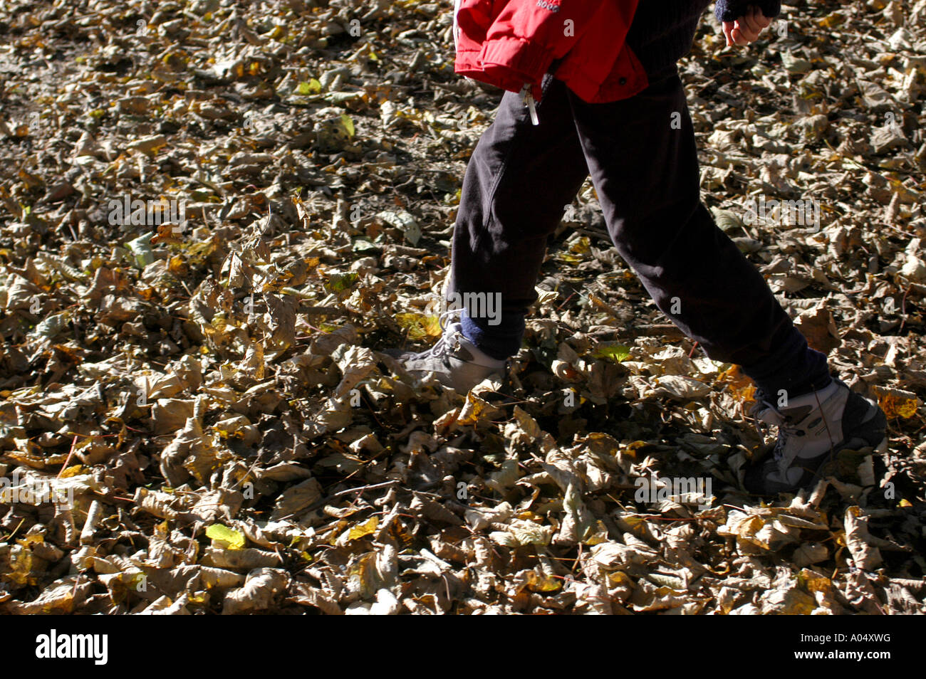 Marche à travers la première chute de feuilles d'automne sur les rives du réservoir Clatworthy sur le bord d'Exmoor Banque D'Images