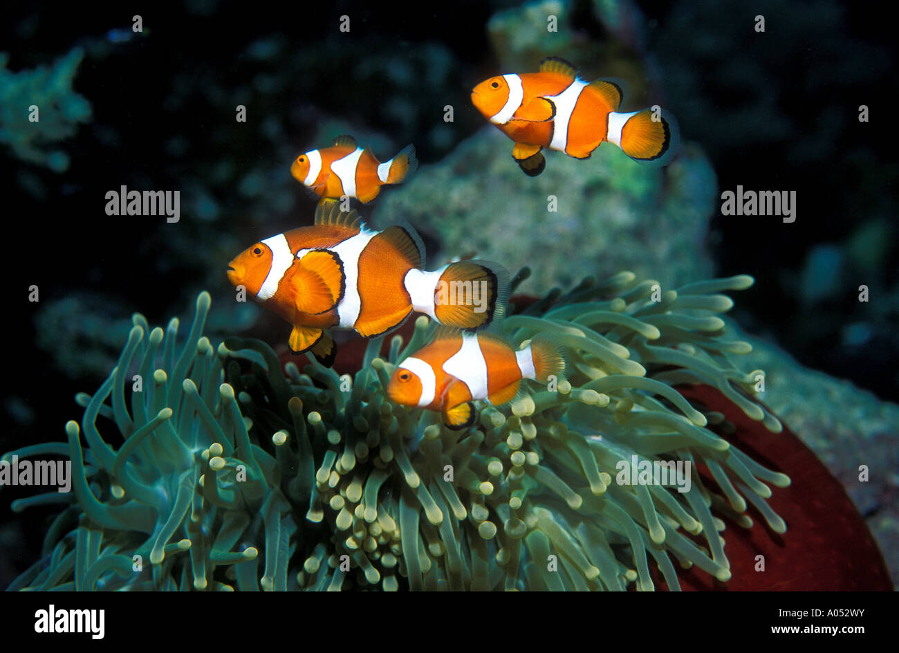 Amphiprion percula, poissons clown, îles Trobriand, la Papouasie-Nouvelle-Guinée. Banque D'Images