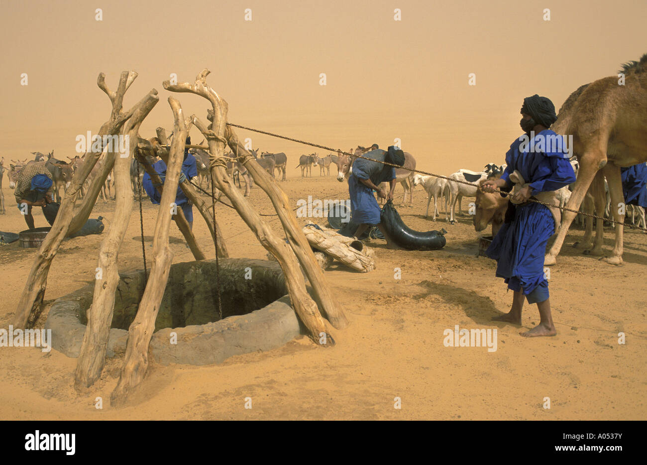 Tirant touareg l'eau d'un grand Sahara desert bien dans le Mali, l'Afrique. Banque D'Images