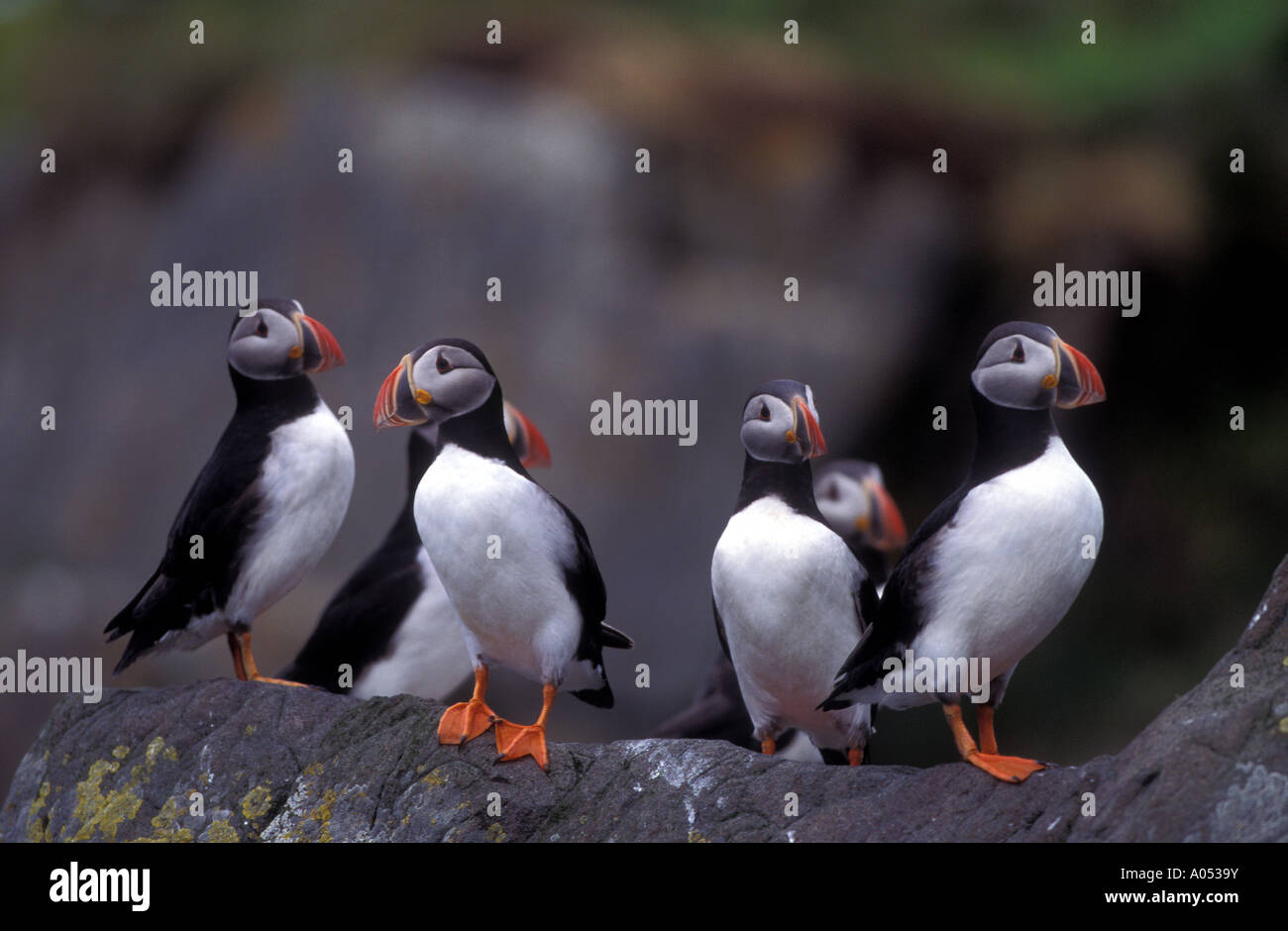 Le macareux moine, Fratercula arctica, Islande. Banque D'Images
