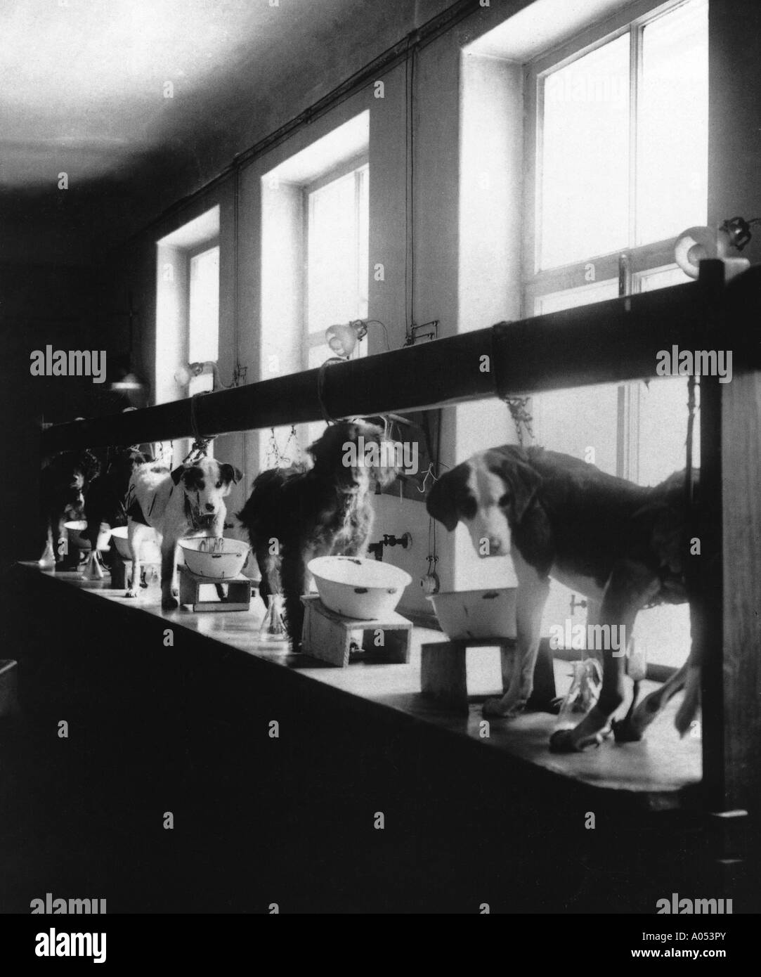 IVAN Petrovitch Pavlov, physiologiste russe utilisé des chiens pour étudier les réflexes conditionnés à son laboratoire de Saint-Pétersbourg Banque D'Images