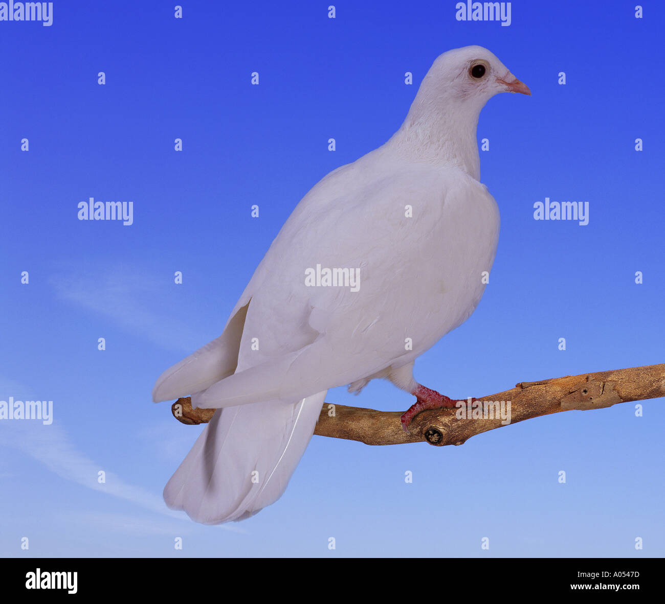 Paix Oiseau Colombe Blanche Banque d'image et photos Alamy Paix Oiseau Colombe Blanche Banque d'image et photos Alamy