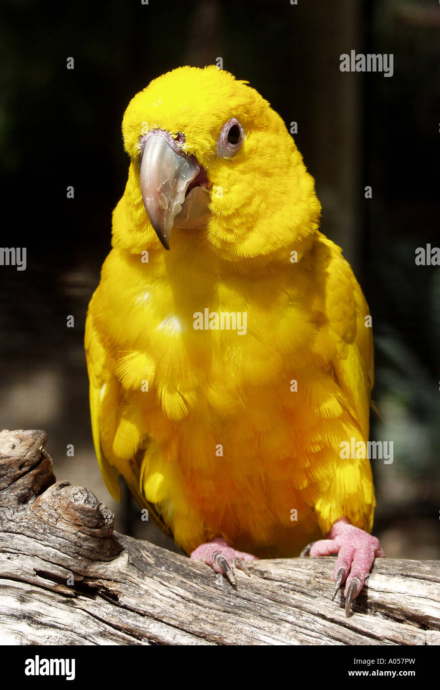 perroquet jaune Banque D'Images