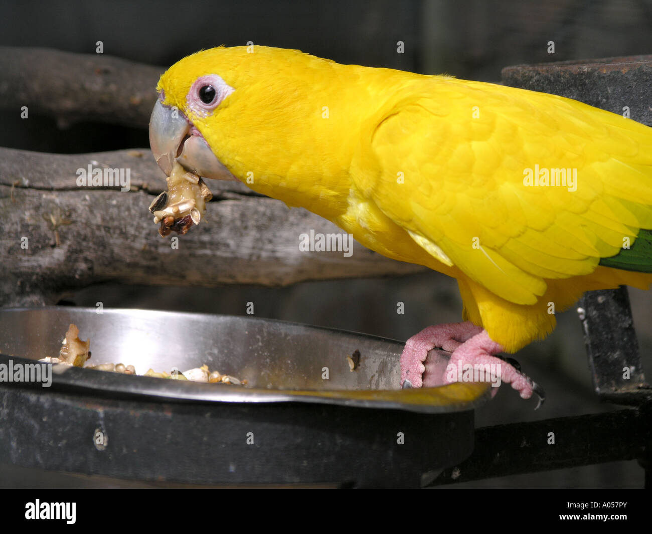 Vue côté perroquet jaune Banque D'Images