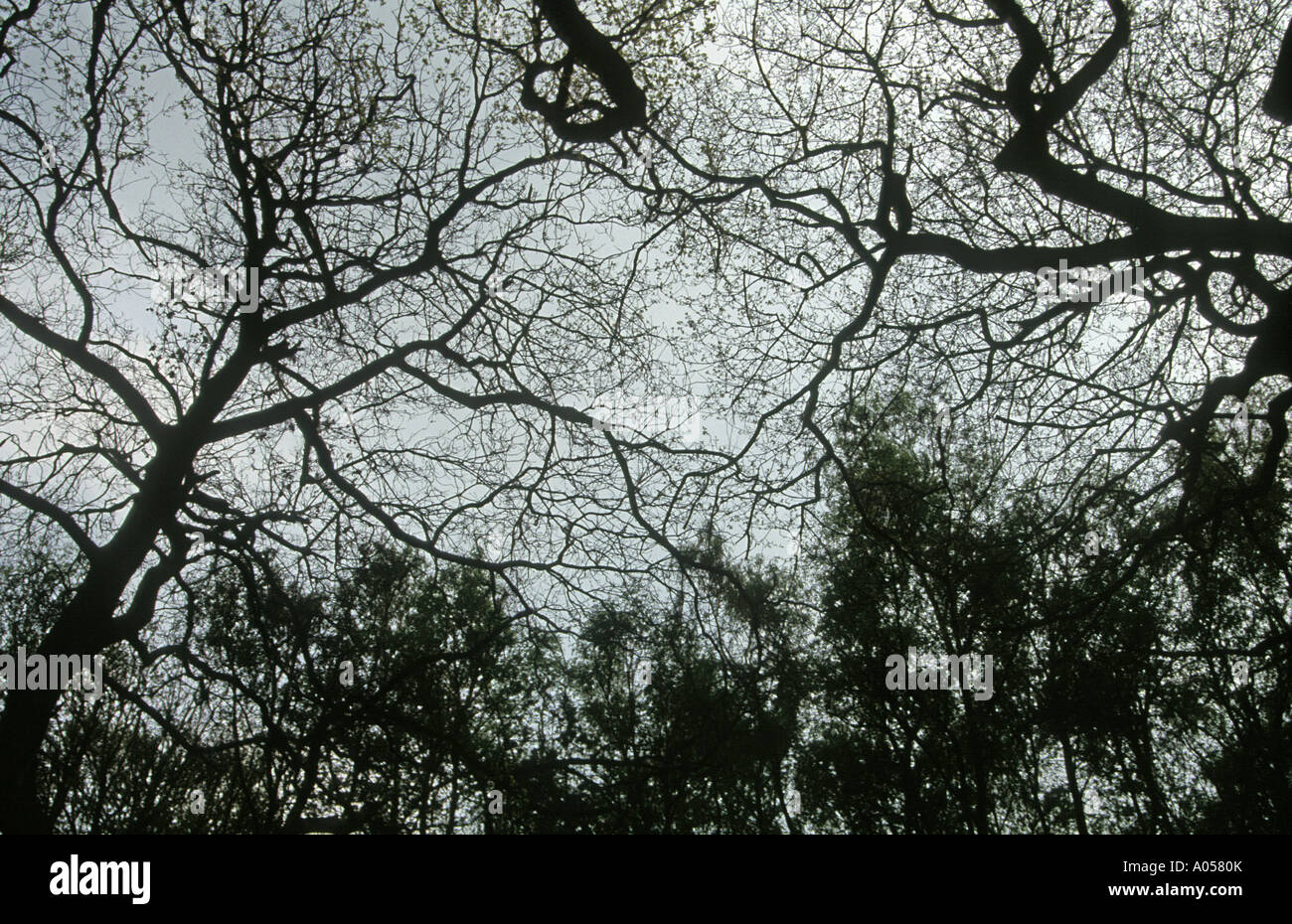 La silhouette d'arbres à la fin de l'automne Banque D'Images